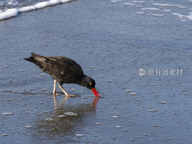 俄勒冈州哈里斯海滩州立公园的黑牡蛎捕手