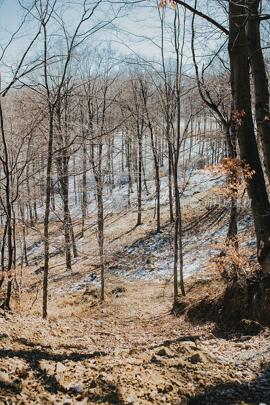 春天的风景，融化的雪和融化的森林。