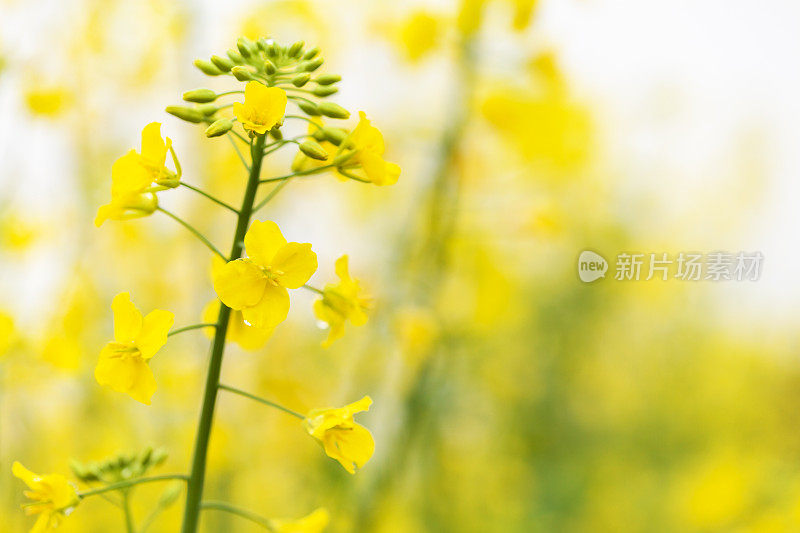 油菜花特写