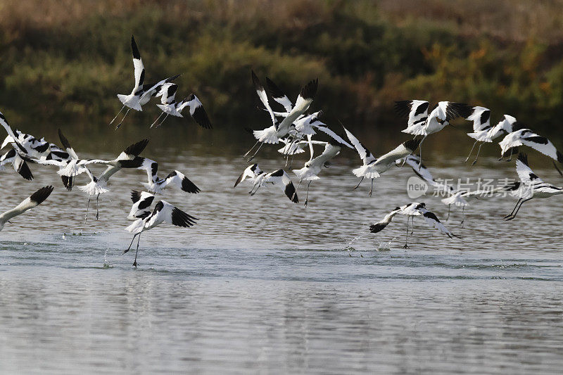 脚Avocets