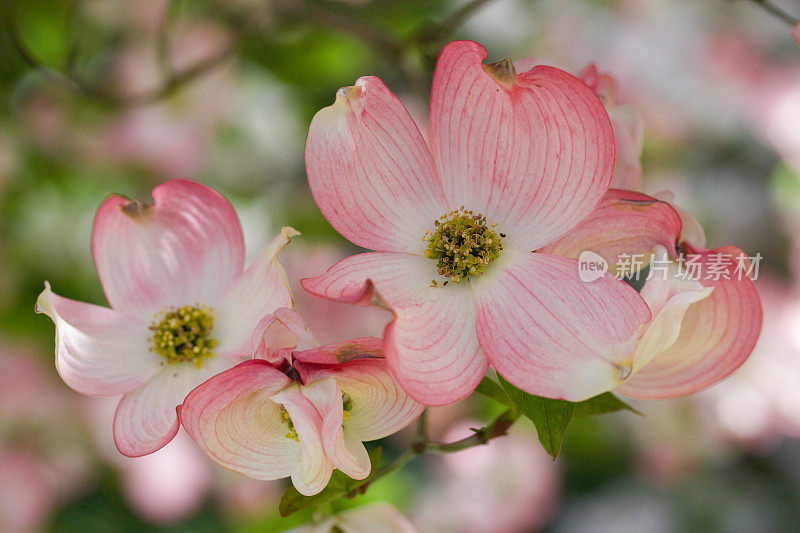 粉红和白色开花山茱萸树