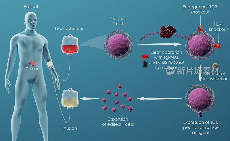 T细胞在癌症免疫治疗中的基因编辑
