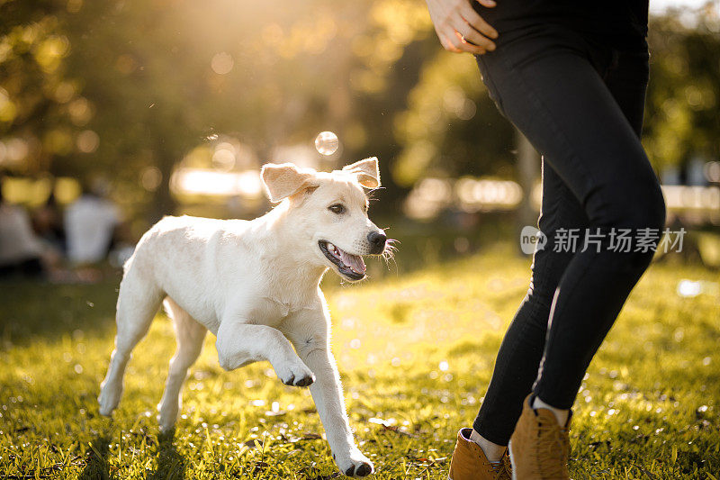 拉布拉多猎犬在追主人