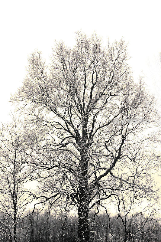 冬日里光秃秃的山核桃树