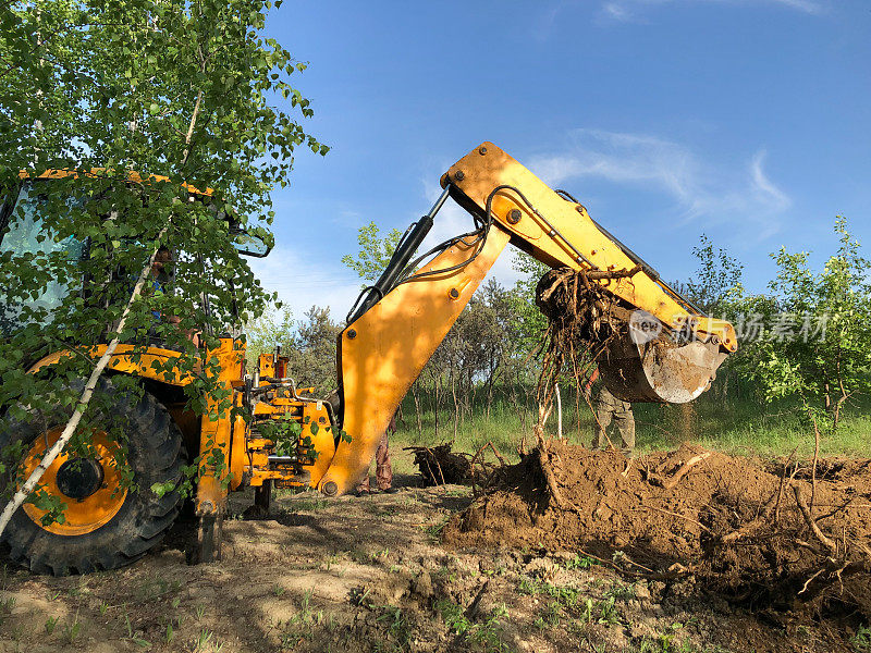 一台挖掘机把一棵老树的树根从地里挖出来。