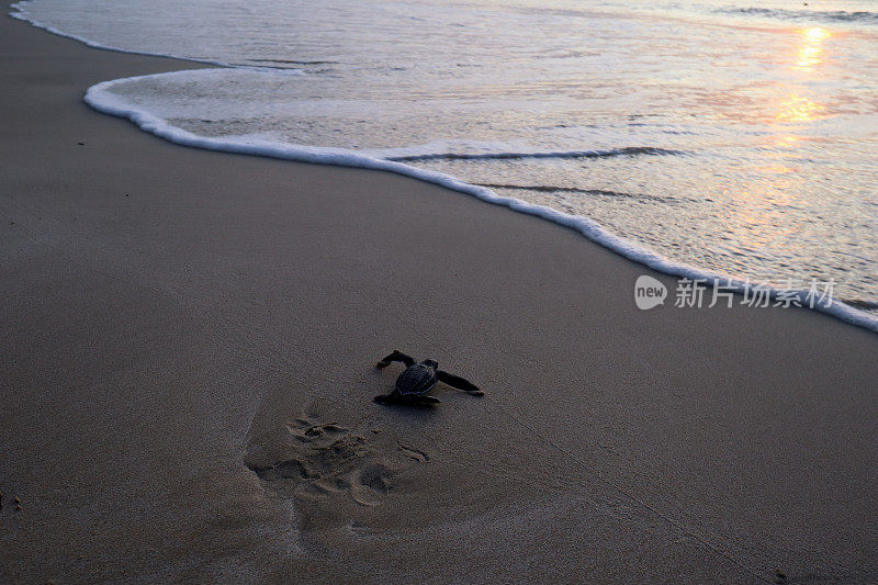 棱皮海龟