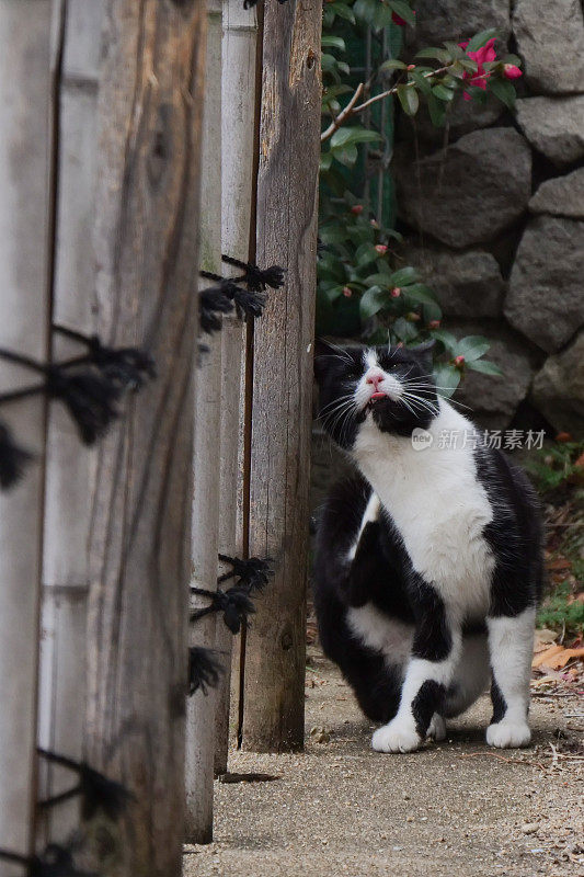 有趣的图案猫与黑线下的下巴