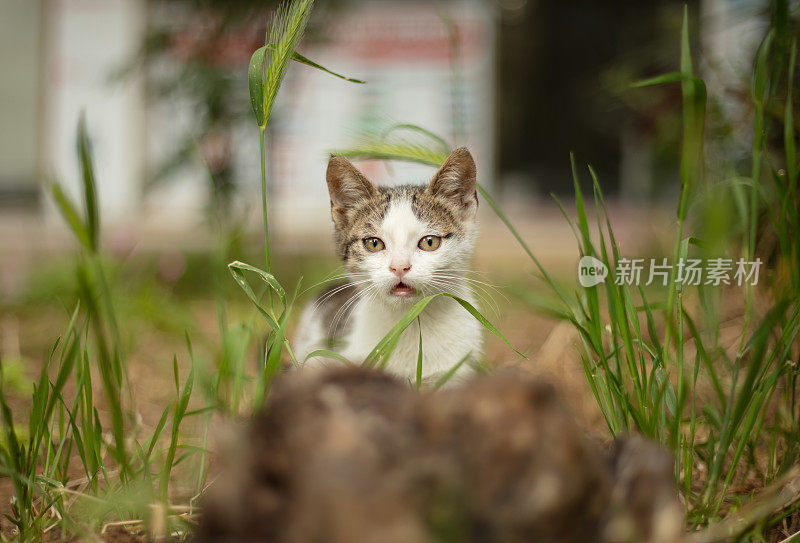 多色的流浪小猫站在街中央。