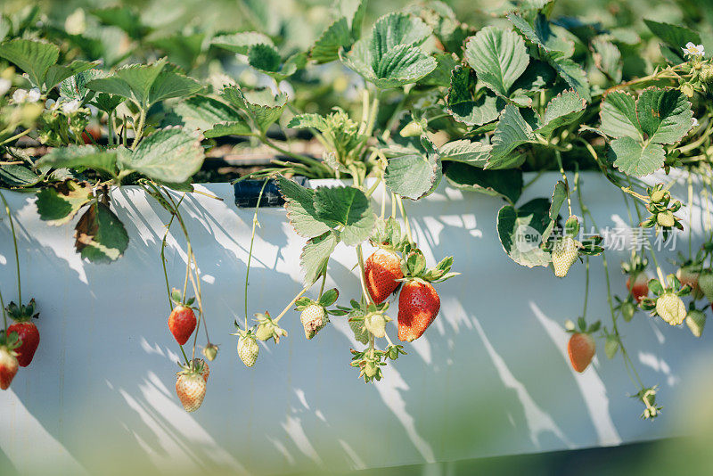 有机农场的草莓植株上挂着成熟的草莓