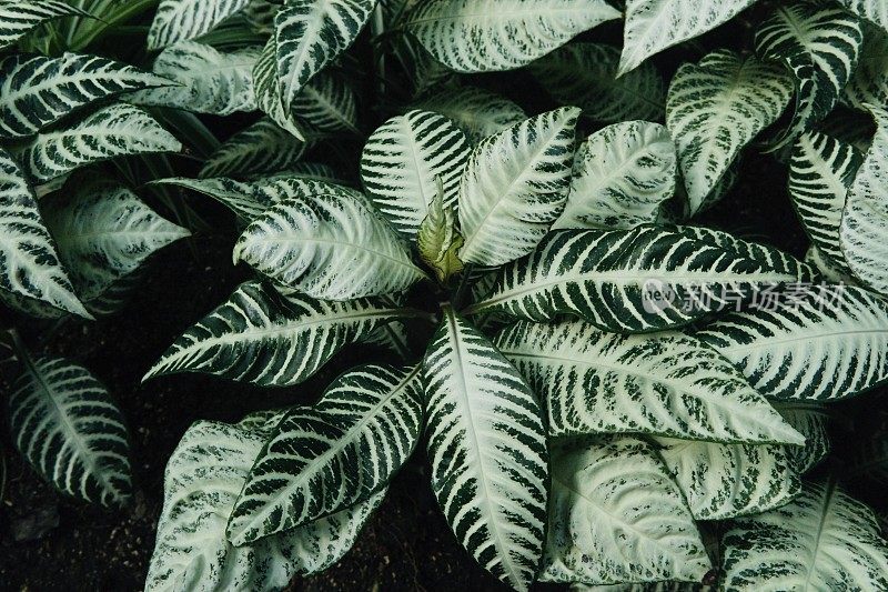 斑马植物Aphelandra雪白色绿色叶子与白色脉络背景