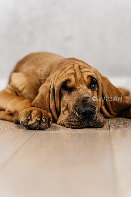 疲惫的猎犬小狗躺在地板上