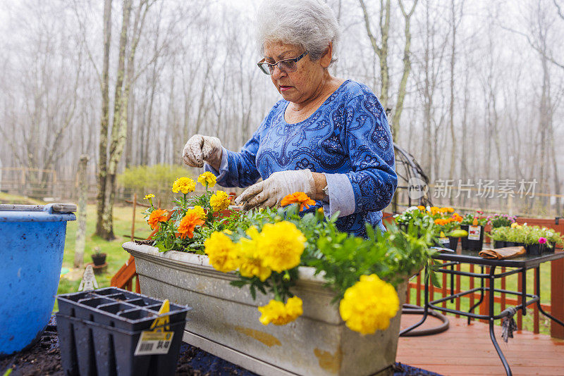 容器园艺:退休的银发妇女将金盏花转移到最佳发展