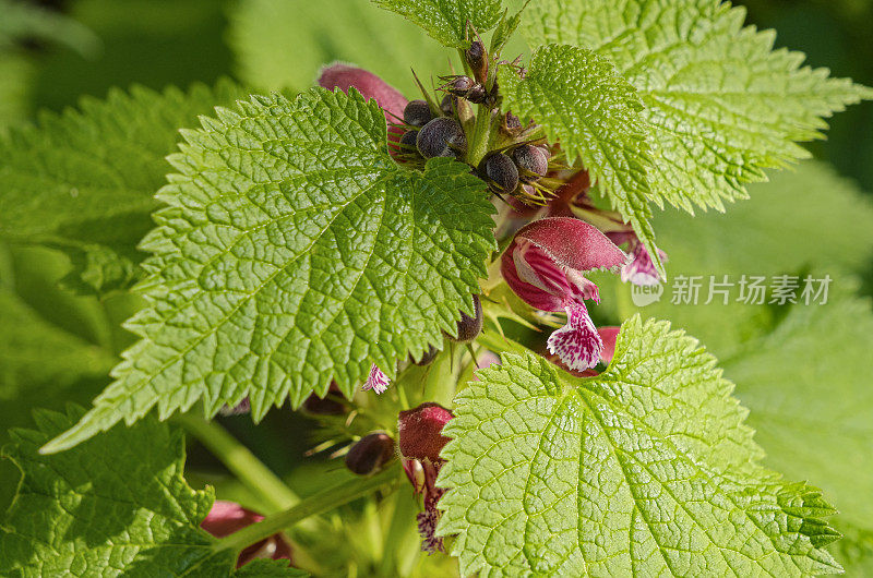 死荨麻(Lamium)的特写，这属于唇科植物属(Lamiaceae)。死刺可用于自然疗法，也可用于制茶，也可用于外用。