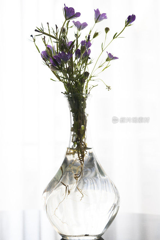 紫色的野花插在玻璃花瓶里