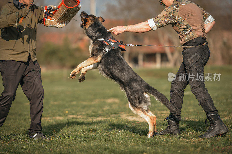 德国牧羊犬好斗的狗训练服从