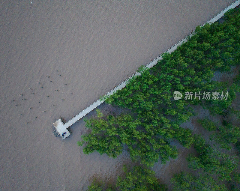 湄公河三角洲沿岸冲积红树林，上庄省