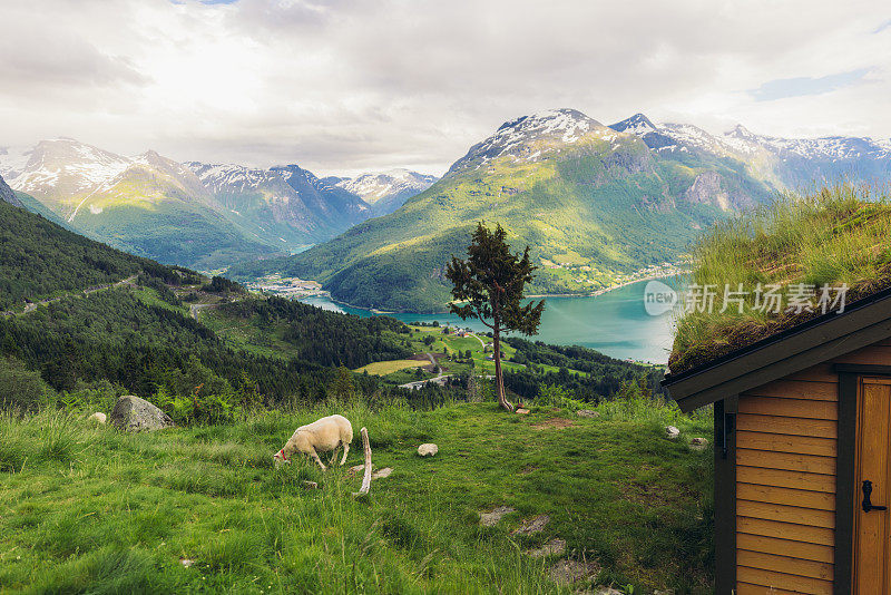 风景秀丽的羊在田园诗般的山谷与峡湾景色在挪威