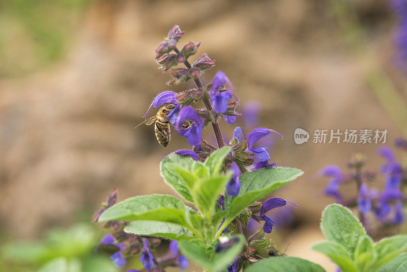 草地鼠尾草(鼠尾草)在开花-蜜蜂喂养