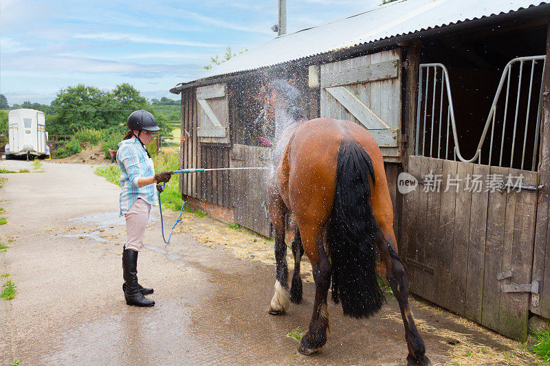 大热天洗个冷水澡，太棒了。年轻的女骑手在大热天骑了她的马后，用水龙冲洗她的马。冷水给马降温，洗掉汗水，使马在野外成为苍蝇的目标。