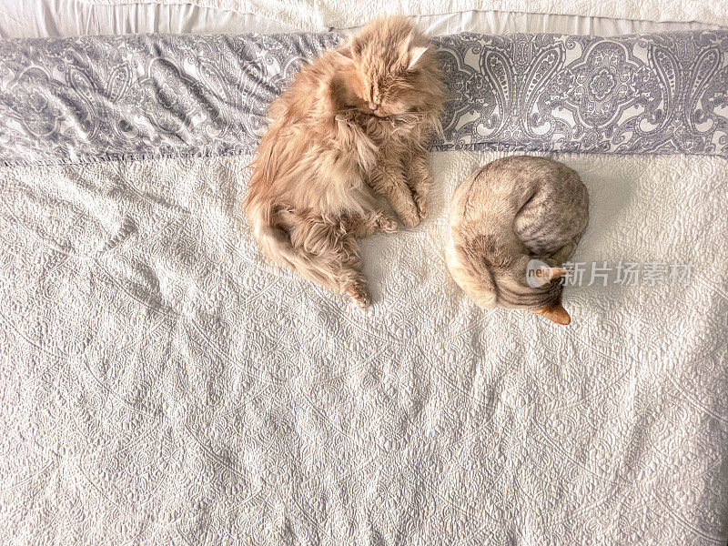 波斯猫和孟加拉猫睡在床上