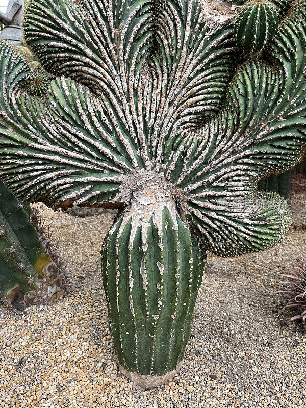 嫁接仙人掌植物生长在砾石，砾石仙人掌园床的特写图像，重点在前景