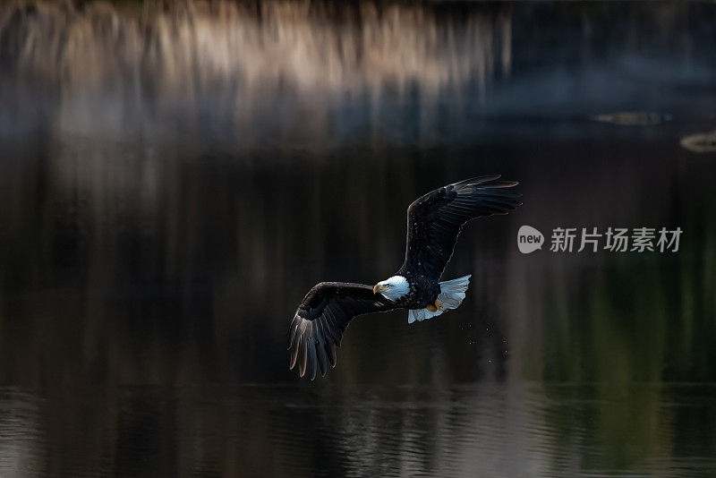 在美国中部的北美洲奥加拉拉附近的内布拉斯加州的小湖中，秃鹰飞过小湖寻找鱼