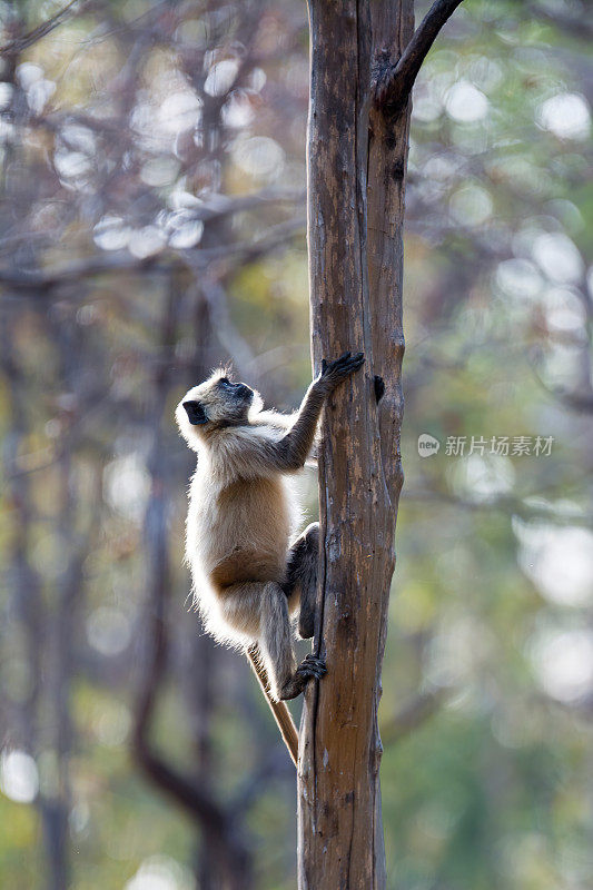 印度班德哈夫加尔国家公园，一只叶猴正在爬树