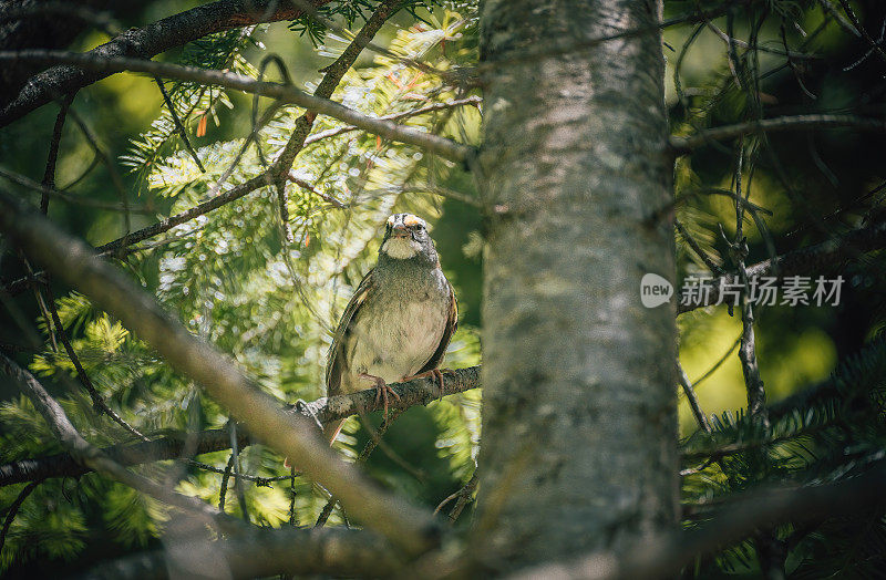 森林中迷人的麻雀