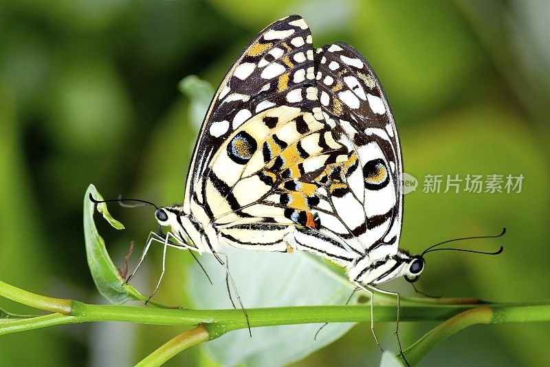 蝴蝶交配——动物行为。