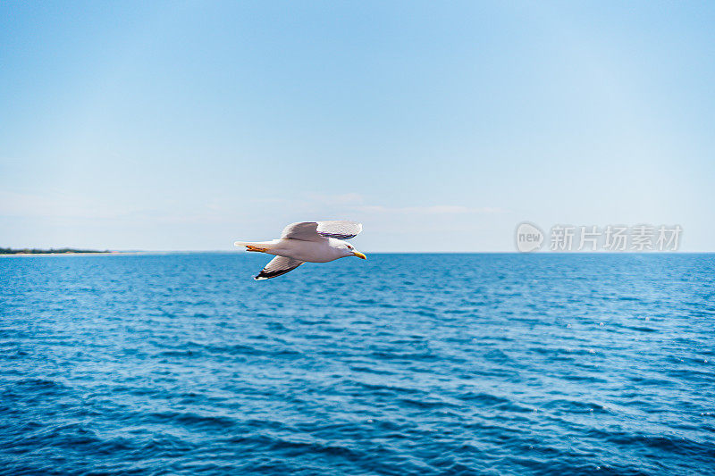 海鸥在爱琴海上空飞翔