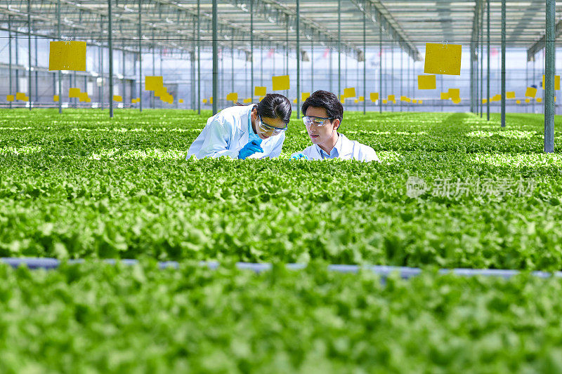两位亚洲青年研究员在蔬菜大棚检查植物