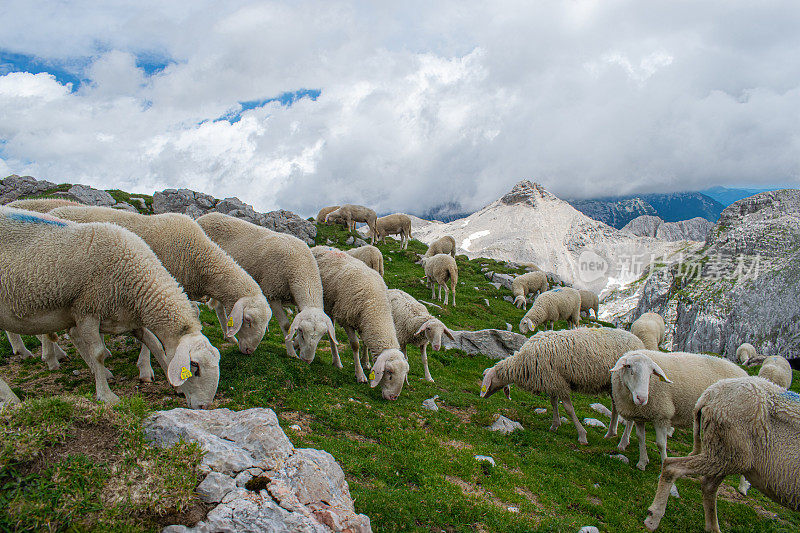 斯洛文尼亚朱利安阿尔卑斯山的绵羊牧场
