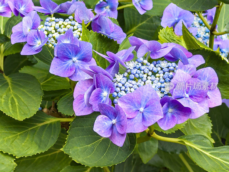 Hortensie