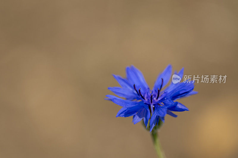 英国乡村花园里的矢车菊