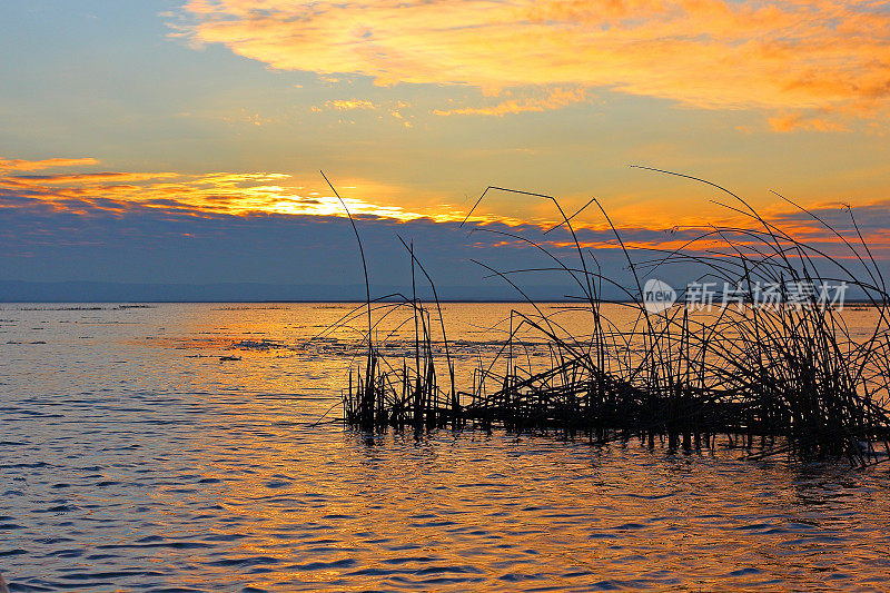 秋天，湖上美丽的金色日落，勾勒出芦苇(芦苇、香蒲、芦苇)的剪影