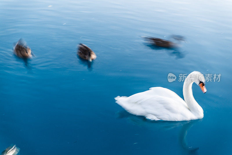 白天鹅和鸭子在水里的形象
