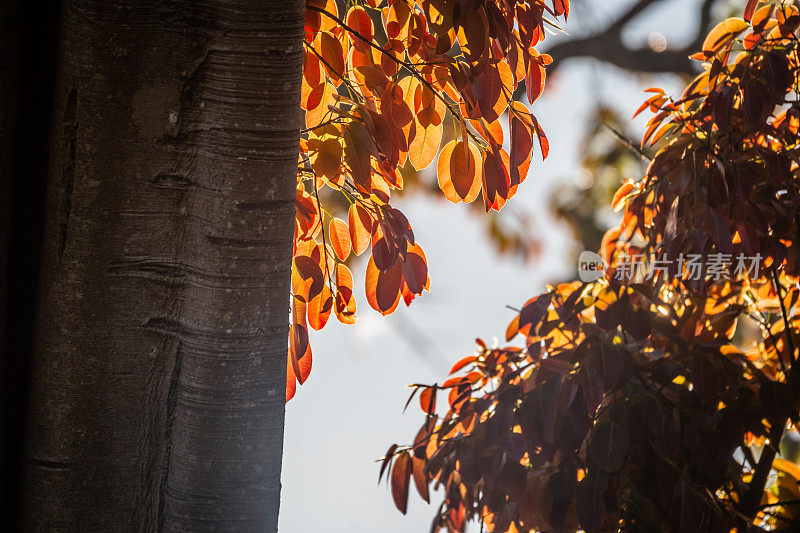 这是一棵生长在咖啡山中间的百年榕树的枝叶特写，春天里，树叶红红的