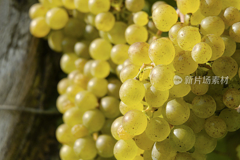 葡萄园里成熟的白葡萄。