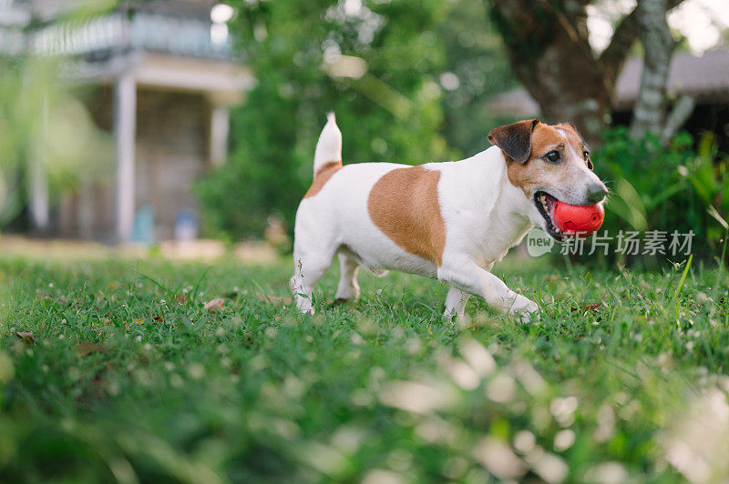 活泼的杰克罗素梗喜欢玩他的球玩具在花园里跑来跑去
