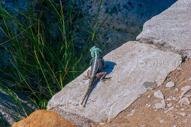 南非，开普敦——一只雄性阿加玛特拉蜥蜴在桌山上享受阳光