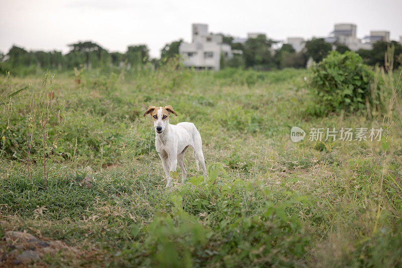 印度一条土路上的流浪狗