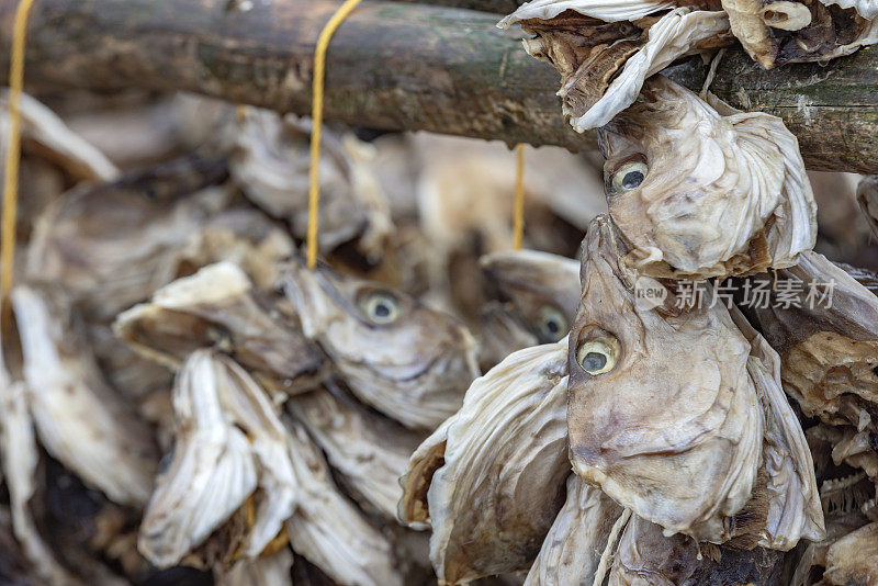 挪威罗弗敦群岛的鳕鱼头挂在架子上晾干
