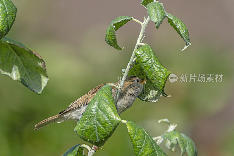 雌树雀在苹果树上寻找蚜虫