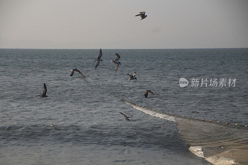 海鸥在波涛的怒吼中低飞