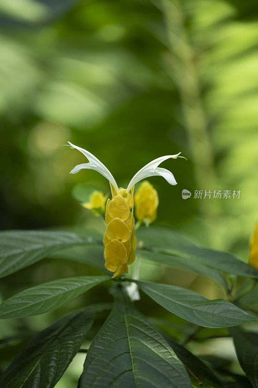 金虾植物或棒棒糖植物是一种热带常绿灌木