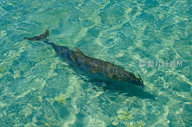 海豚在浅水中游泳