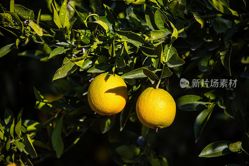 两个橙色的水果挨在一起