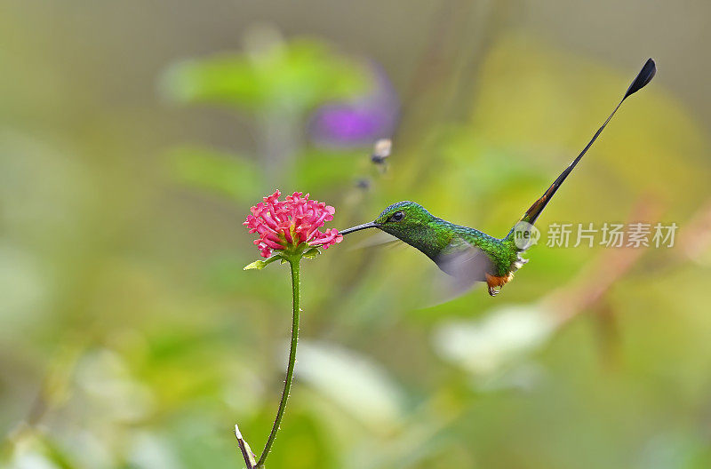 从一朵粉红色的花中提取花蜜的秘鲁球拍尾