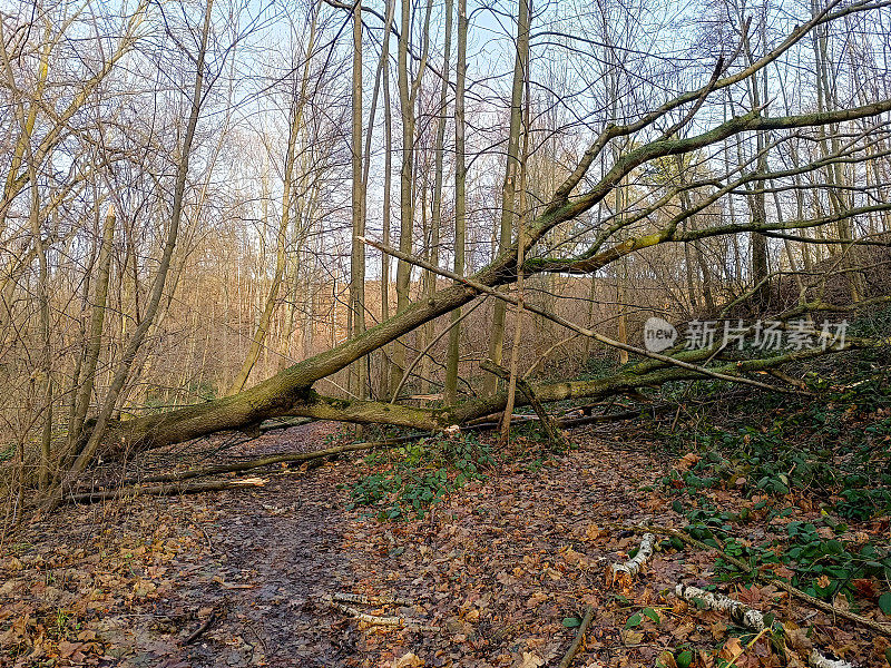 一棵在暴风雨后倒下的断树，挡住了道路