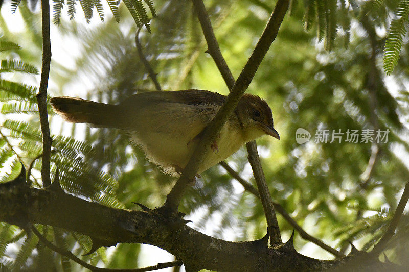 红着脸Cisticola